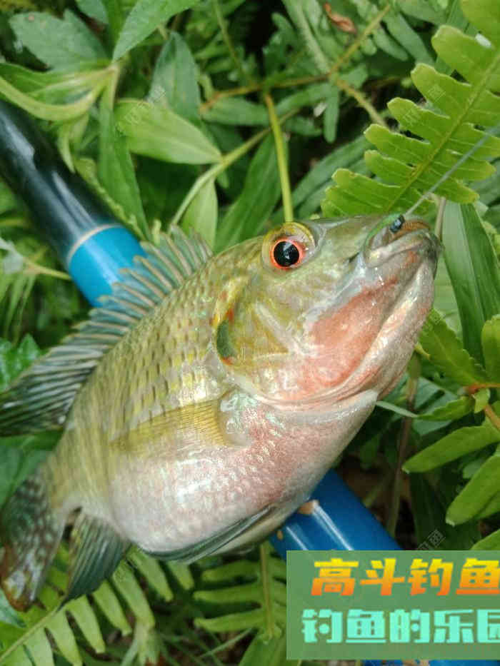 回家顺手试自配草鱼饵，还是七彩非伴随左右