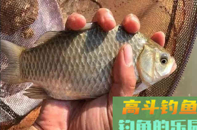 中秋后钓大鲫鱼时，使用活饵和拉饵的一些优缺点