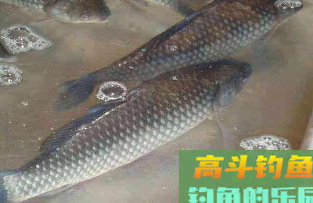 这些边角料，和钓鱼也不搭边，但是用起来效果都很好