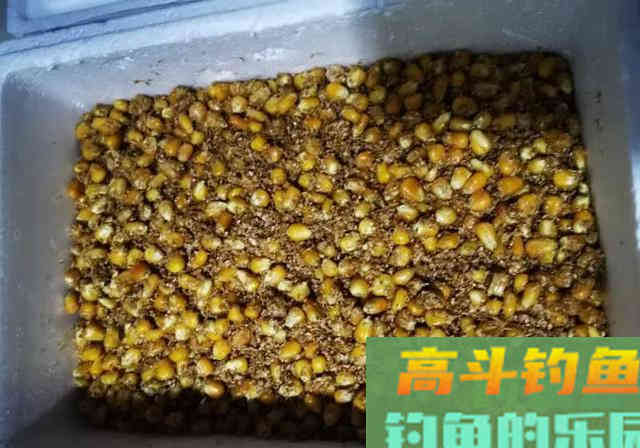 它被垂钓界公认的万能饵，玉米