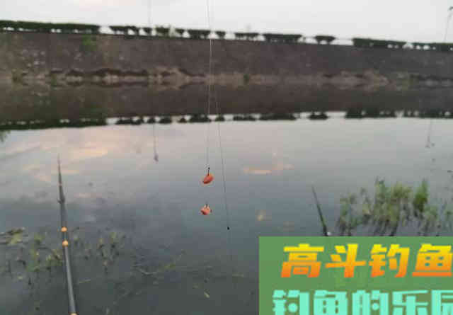 火腿肠还能钓鱼？半截火腿肠钓了一上午，实践出真知