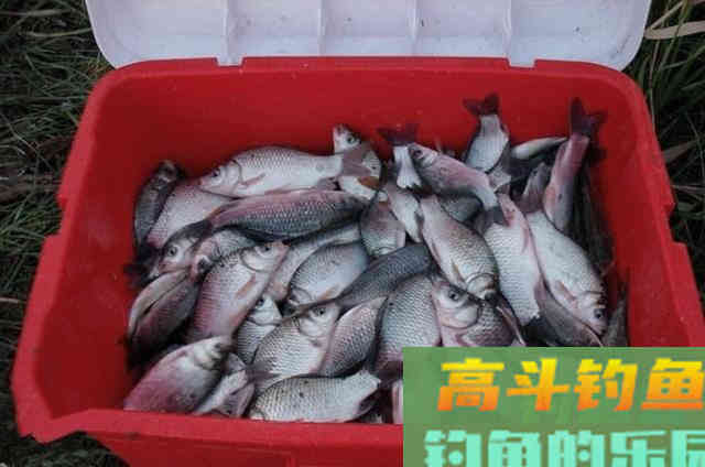 大鲫鱼时可以充分利用的3种饵料配方，吃钩率一流