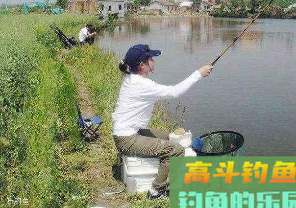 商品饵里加点它们，鲫鱼鲤鱼抢着来咬钩
