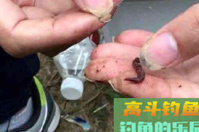 用蚯蚓钓鲫鱼屡屡上钩还双飞，这些技巧很受用