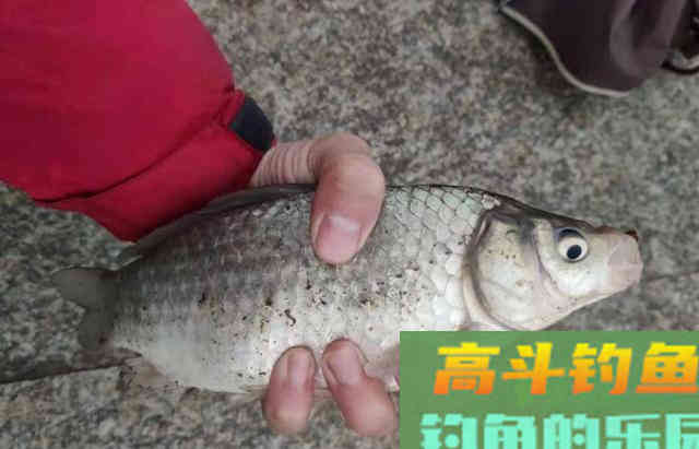 寒冬时期，户外野钓鲫鱼直接选用的4个特效窝料