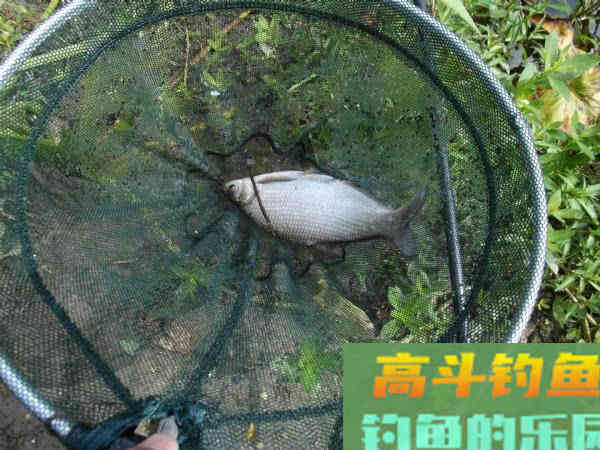 自制一款经济实用的小麦诱饵，会用的钓鱼人不多