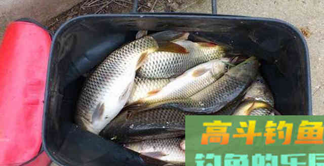 一顿饭换来的饵料配方，比老三样还好用