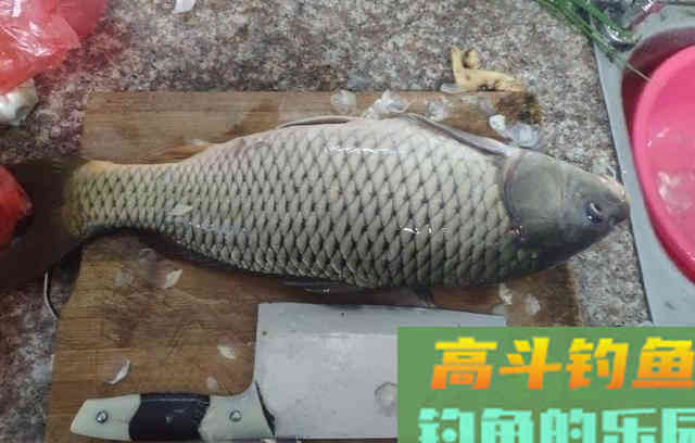 窝料秘方，诱钓野生大板鲫鱼，钓鲫鱼和鲤鱼最佳窝料