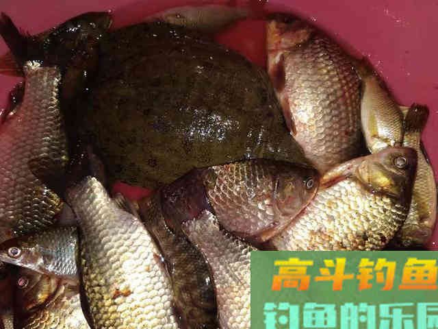 强效诱鱼自制酒米配方分享，诱鱼能力鲜有能比