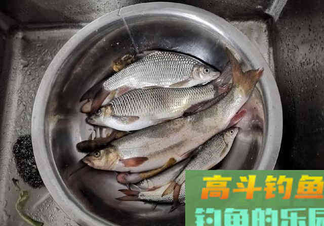 探钓细鳞鱼，用蚯蚓作钓名贵赤尾鱼