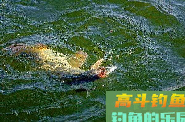 嫩玉米的几种实用挂钩方法，秋天守钓大物爽