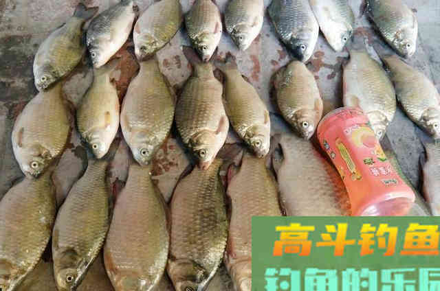 钓鲫鱼不花钱的小药，可以在饵料中添加效果好