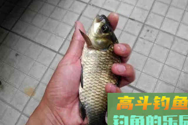 钓鱼用饵太烧钱？那是你不知这5种天然饵