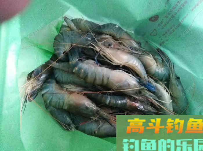 制作虾饵备战初冬钓鲫