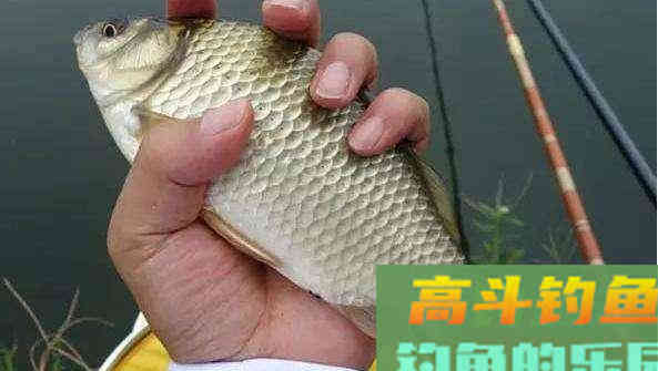 饵料雾化好，钓的就多？它才是影响收获的原因