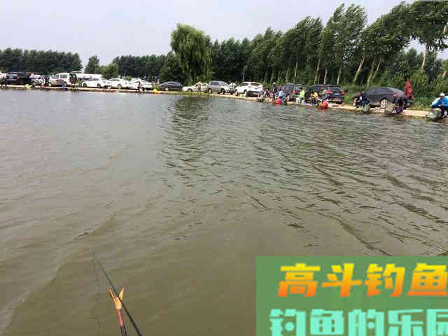 小黄面为什么风靡黑坑？它是一种怎样的钓饵