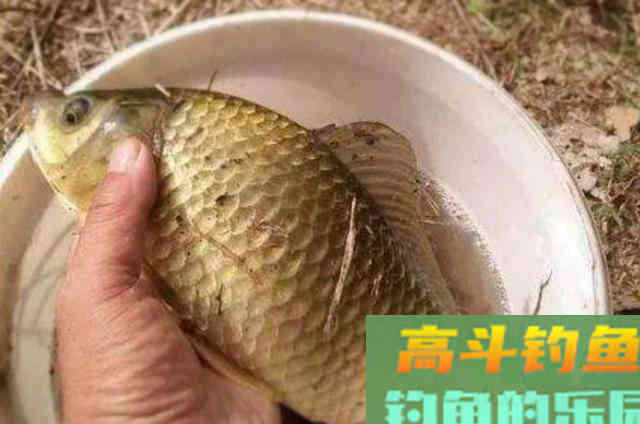 开饵时只要多加点它，大鲫鱼一遇就猛咬