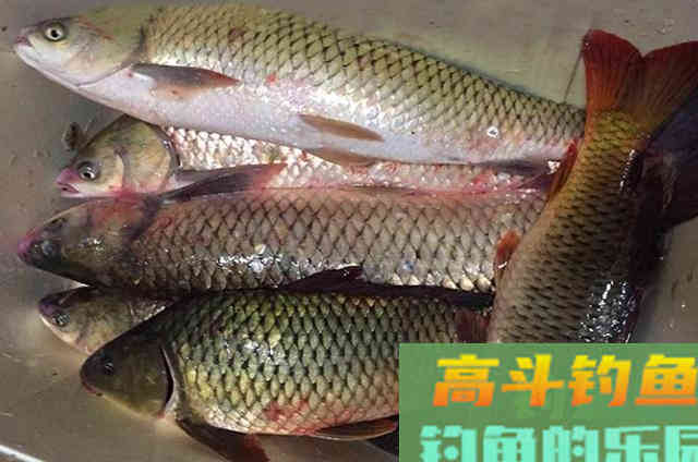 钓草鱼或鲤鱼时，可以供南方钓友选用的特效窝饵