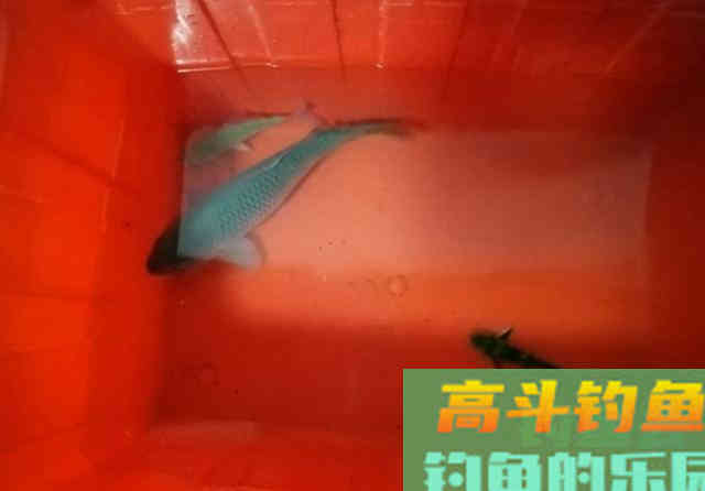 春季湖边夜钓，用蚯蚓作钓黄辣丁，钓获3斤野生鲤鱼