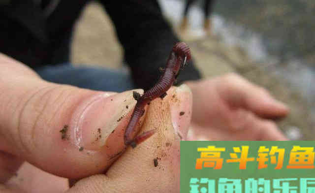 只用蚯蚓垂钓不上鱼，试一试面饵，做成蚯蚓伴侣