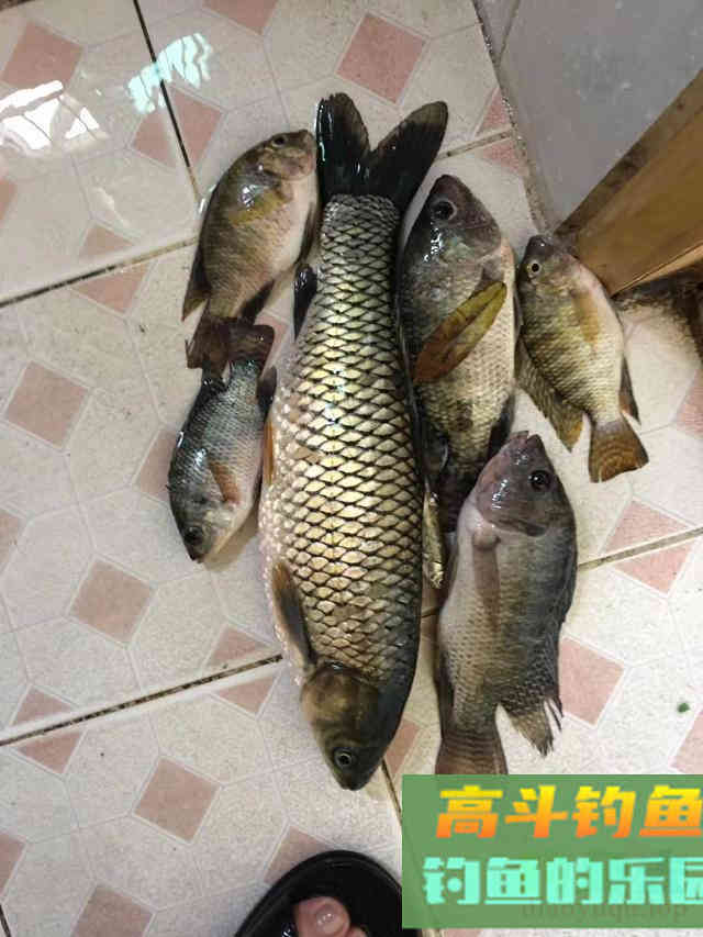 ​野钓饵料状态拿捏好，为什么有时候好状态反而渔获少