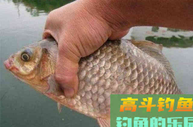 到了六月，我就只服这尿性鲫鱼饵