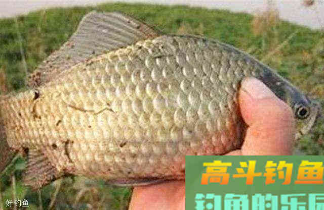 野钓打窝关乎着你的鱼获，确定会打窝了吗？
