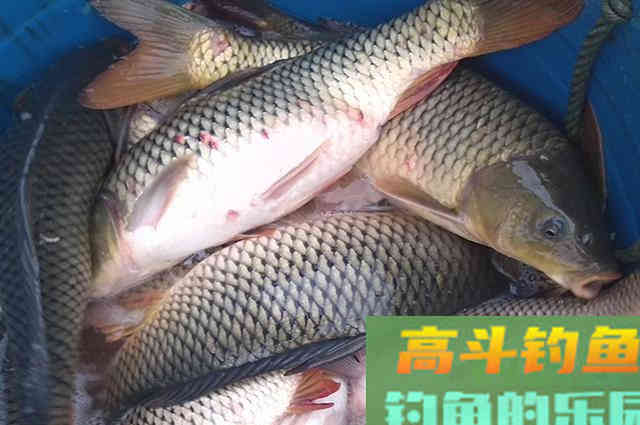 米饭饵怎么制作？米饭饵适合什么鱼情