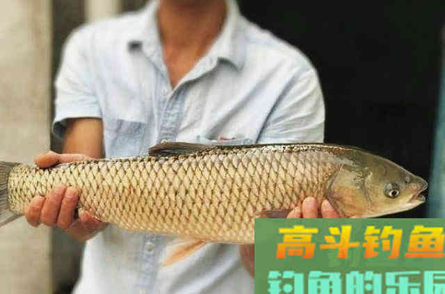 8月钓大草鱼的强效饵，推荐与使用方法