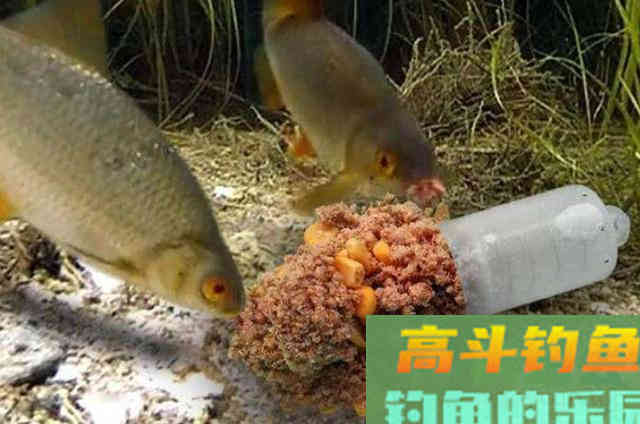 野钓十几年，头一次见这种打窝法，鱼漂入水就有口