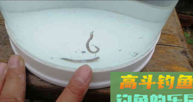 钩饵在水底的五种状态