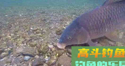 打窝子这个事，还真不是窝料扔得越多，渔获就越好