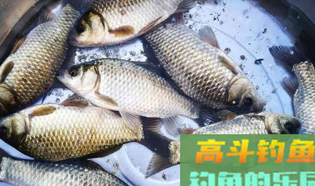 民间高手教你自制饵料野钓鲫鱼
