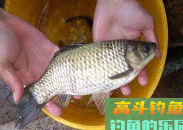 酒米窝料制作的方法，以及需要钓友牢记的一些高级用法