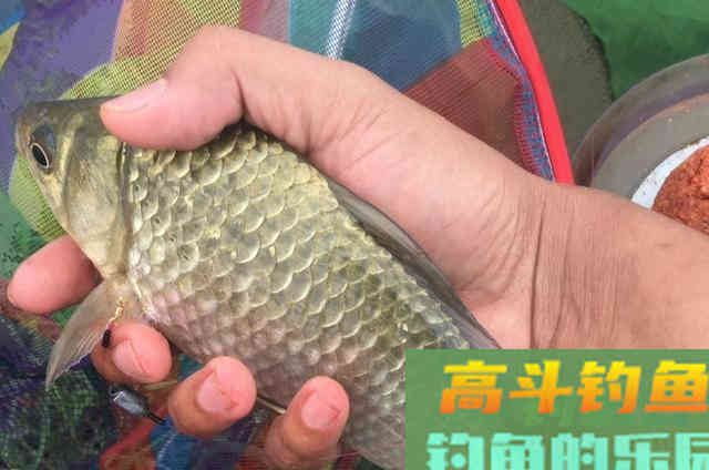 酒米除了打窝，还可用来作为钓饵的三种使用方式