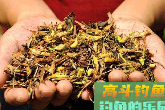 它正在全球肆虐，钓大鱼蝗虫是一绝，用对方法就可以