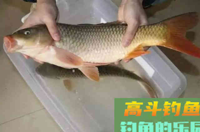 再一次提醒：热天用我这鲤鱼饵