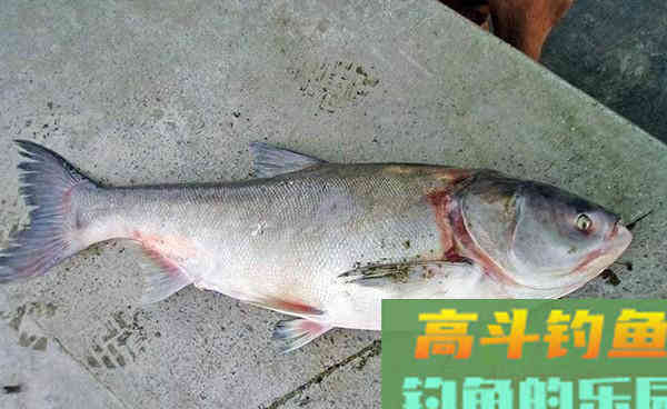 夏季钓鲢鳙，自制饵料配方送给你
