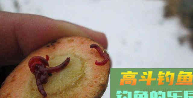秋季鱼饵还有这么多自制配方，牛人传授出来的