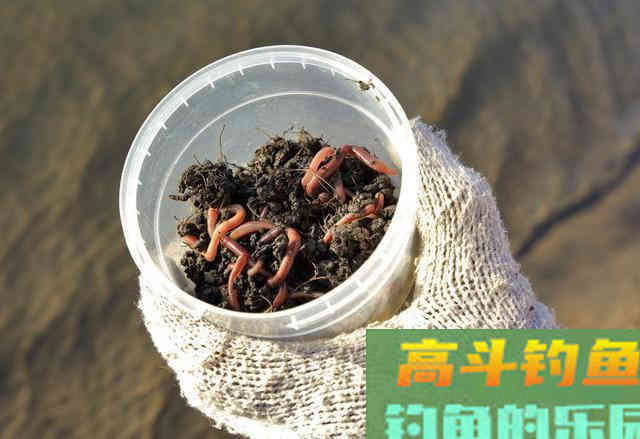 蚯蚓野钓还有这三个误区？很多新手都不知道