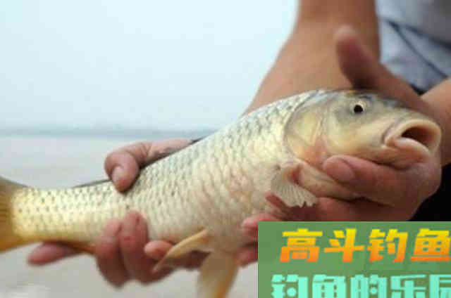 三伏天钓鲫鱼鲤鱼的红薯饵料配方，实测效果佳