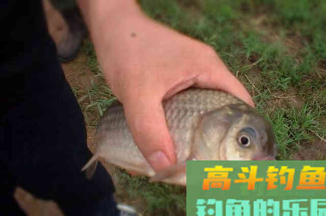 秋天钓鲫鲤的速效饵，助我鱼获丰收