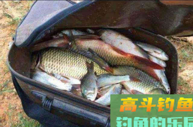玉米钓鱼只需谨记三个关键，大鲤鱼手到擒来