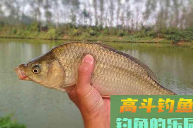 秋季钓鱼，老钓手们最常用的3个打窝诱鱼方式