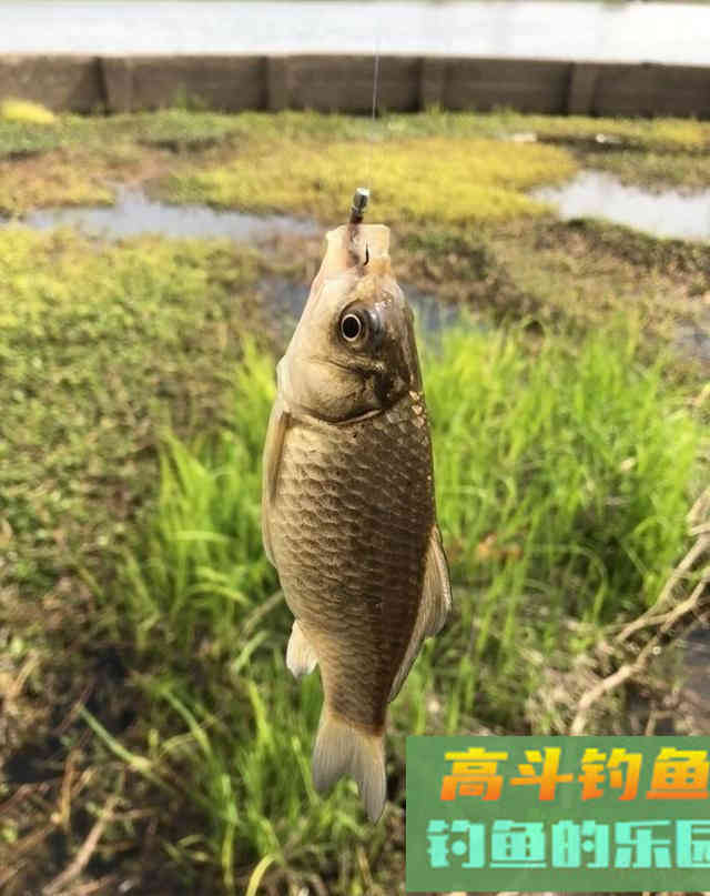 野外钓鱼，制作最简单的诱鱼窝料，钓获野生大板鲫鱼和鲤鱼