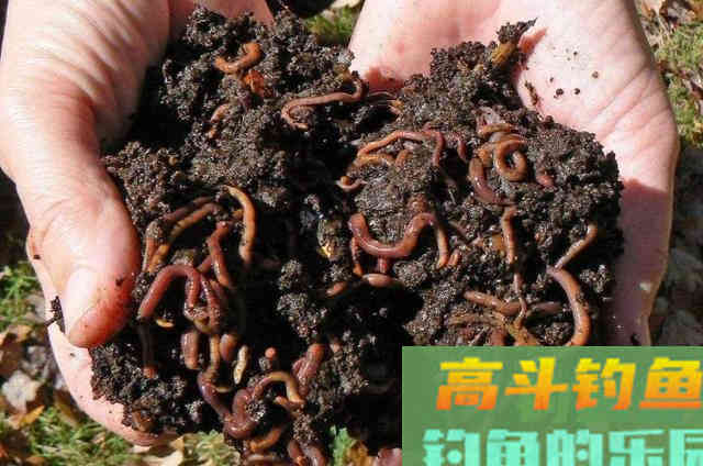中秋后钓大鲫鱼时，使用活饵和拉饵的一些优缺点