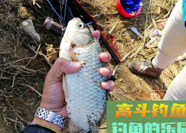 户外野钓大板鲫时，可以灵活搭配的一款饵料配方