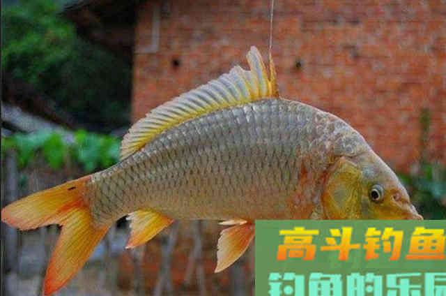 钓鲤鱼的实用饵料，抢手货头一次用就过了瘾