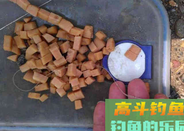 火腿肠也能钓鱼？用白酒、红糖、氨基酸泡制后，有效