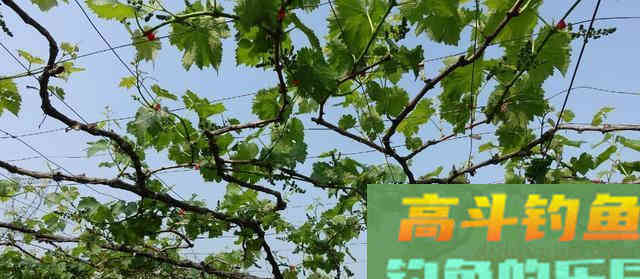 葡萄能不能钓鱼？高手分析技巧告诉你